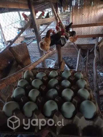 Gallos araucano, colloncos
