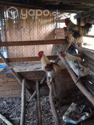 Gallos araucano, colloncos