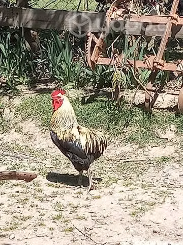 Gallos araucano, colloncos