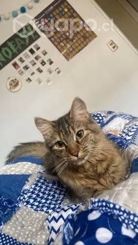 Gatita en adopción