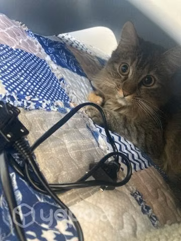 Gatita en adopción