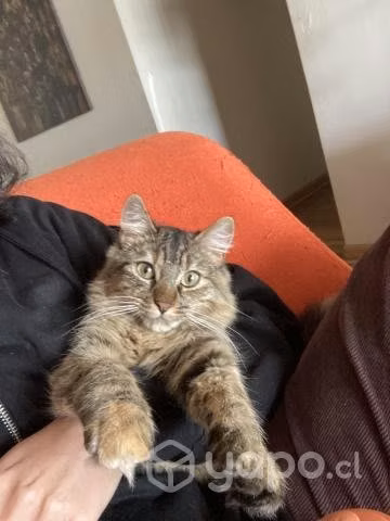 Gatita en adopción