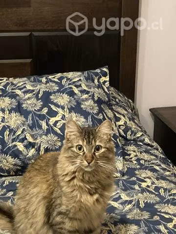 Gatita en adopción