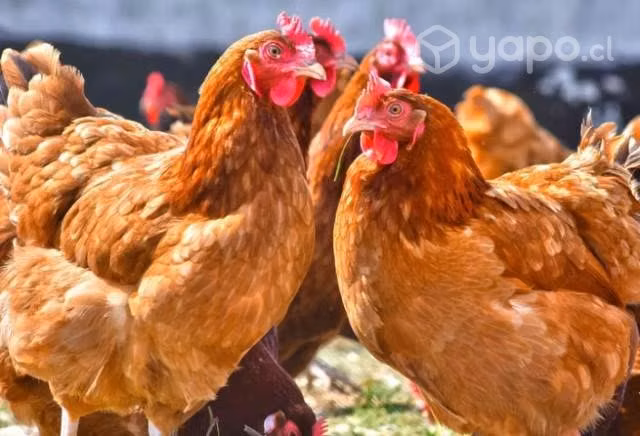 Gallinas ponedoras raza hy line brown