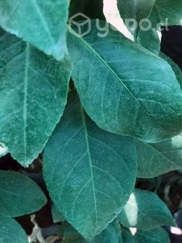 Limon Eureka 60 unidades