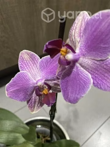 Hermosas orquídeas naturales