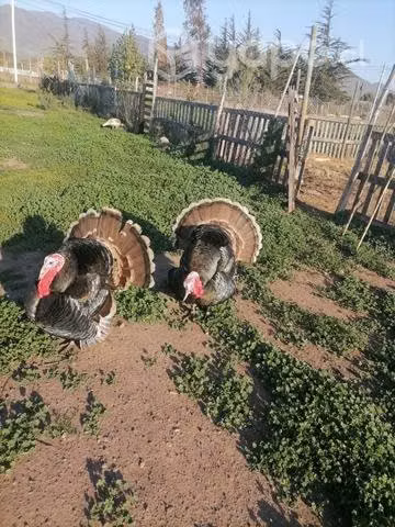 parejas de pavo - Imagen 2