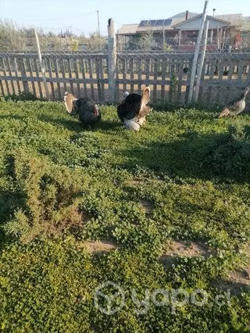 parejas de pavo