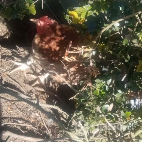 Gallinas criollas