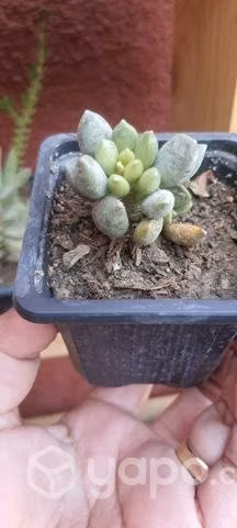 Suculentas