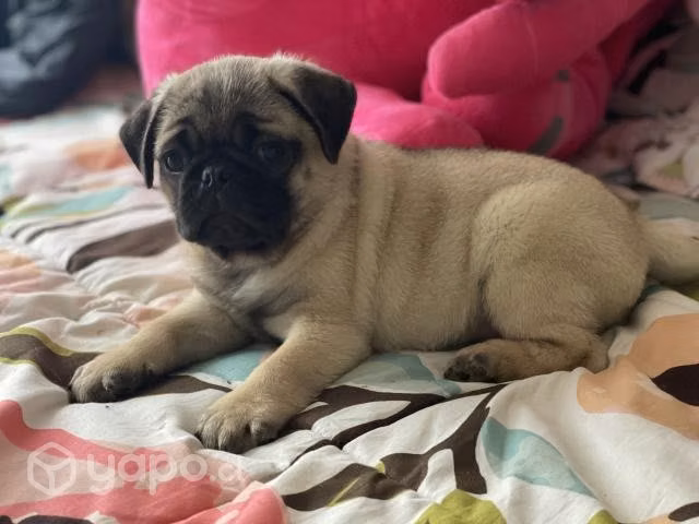 Hermoso PUG macho Inscrito KCC línea Didiel