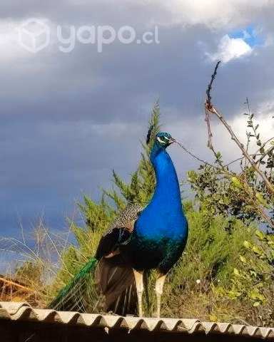 Pavo real