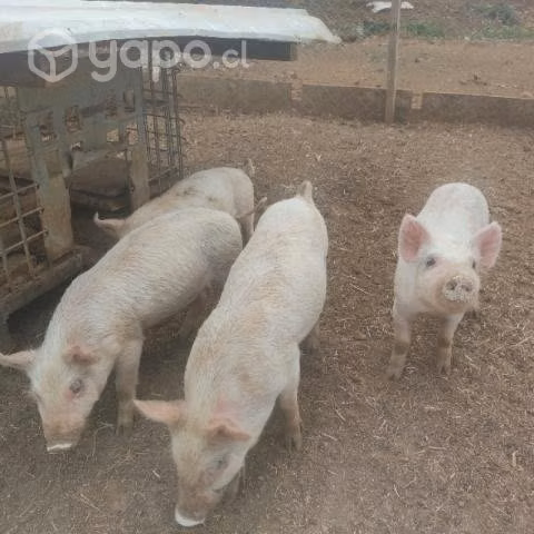 Lechones