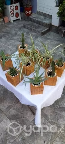 Terrarios en bases de madera