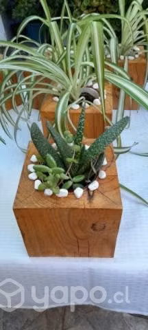 Terrarios en bases de madera