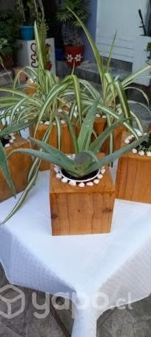 Terrarios en bases de madera