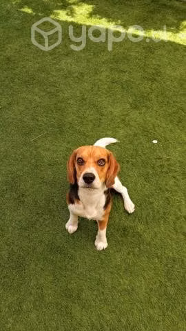 Beagle macho busca novia - Imagen 3
