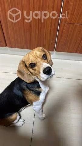 Beagle macho busca novia - Imagen 2
