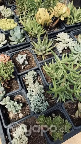 Suculentas
