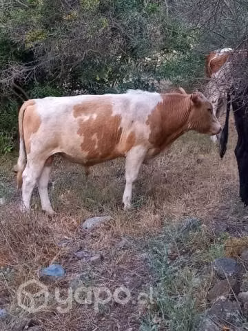 Torito