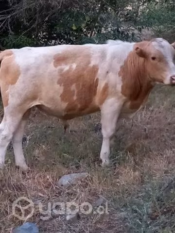 Torito - Imagen 2