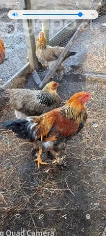 Bramha perdis dorados