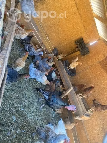 Gallinas de campos - Imagen 3
