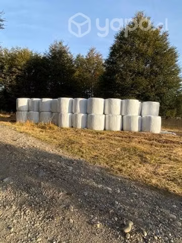 Bolos de Avena forrajera