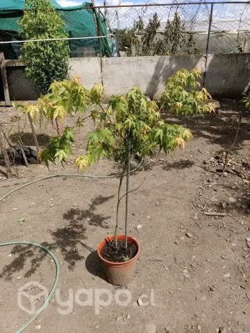 Tierra y arboles