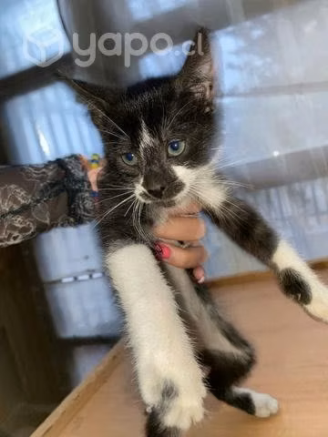 Gatita en adopcion