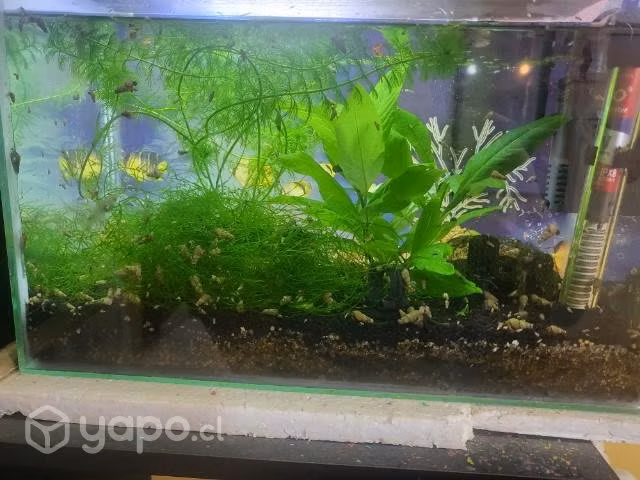 Guppys machos - Imagen 4