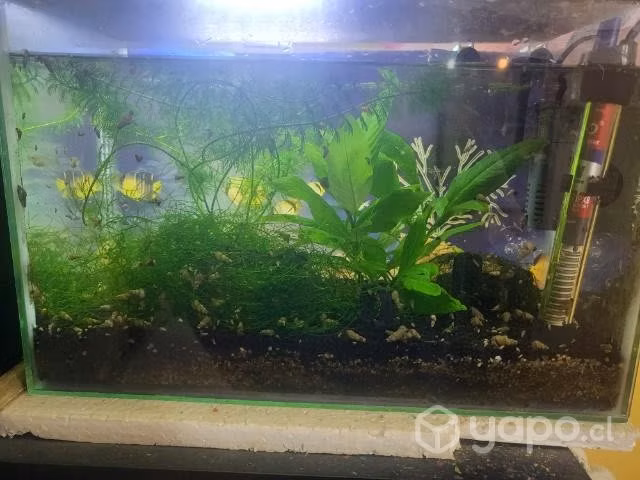 Guppys machos - Imagen 2