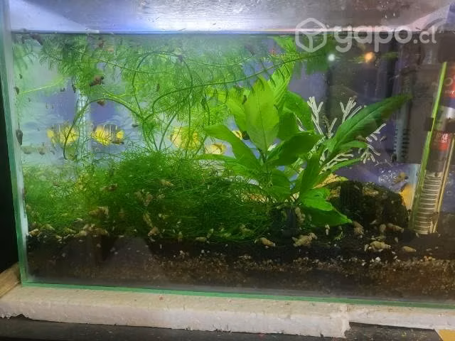 Guppys machos - Imagen 3