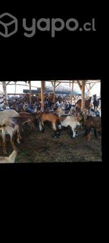 chivo - Imagen 2