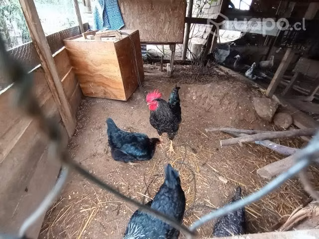 Aves de corral