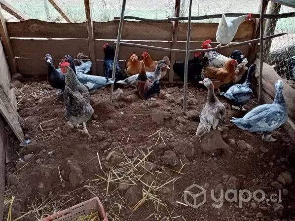 Aves de corral