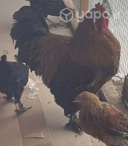 Pareja de Brahama Gallo y Gallina
