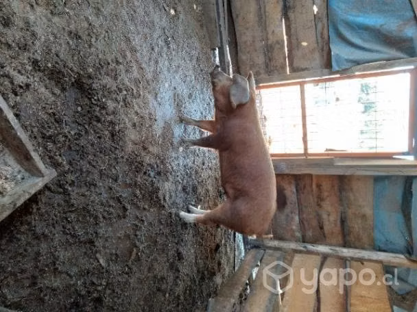 Cerdo
