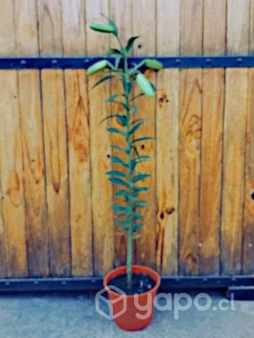 Planta Lilium