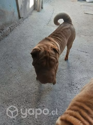 Adopción sharpei