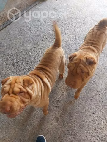 Adopción sharpei