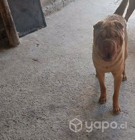 Adopción sharpei