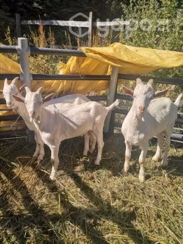 Chivos lecheros raza saanen y alpina