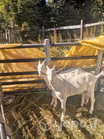 Chivos lecheros raza saanen y alpina