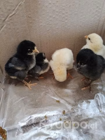Pollos
