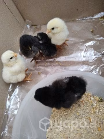 Pollos