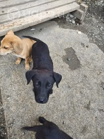 Buscan un hogar urgente!! pitbull/mestizo