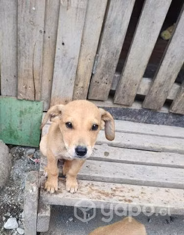 Buscan un hogar urgente!! pitbull/mestizo