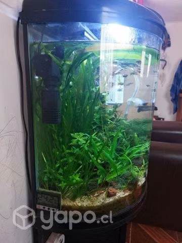 Acuario panoramico