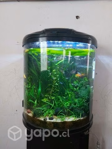 Acuario panoramico
